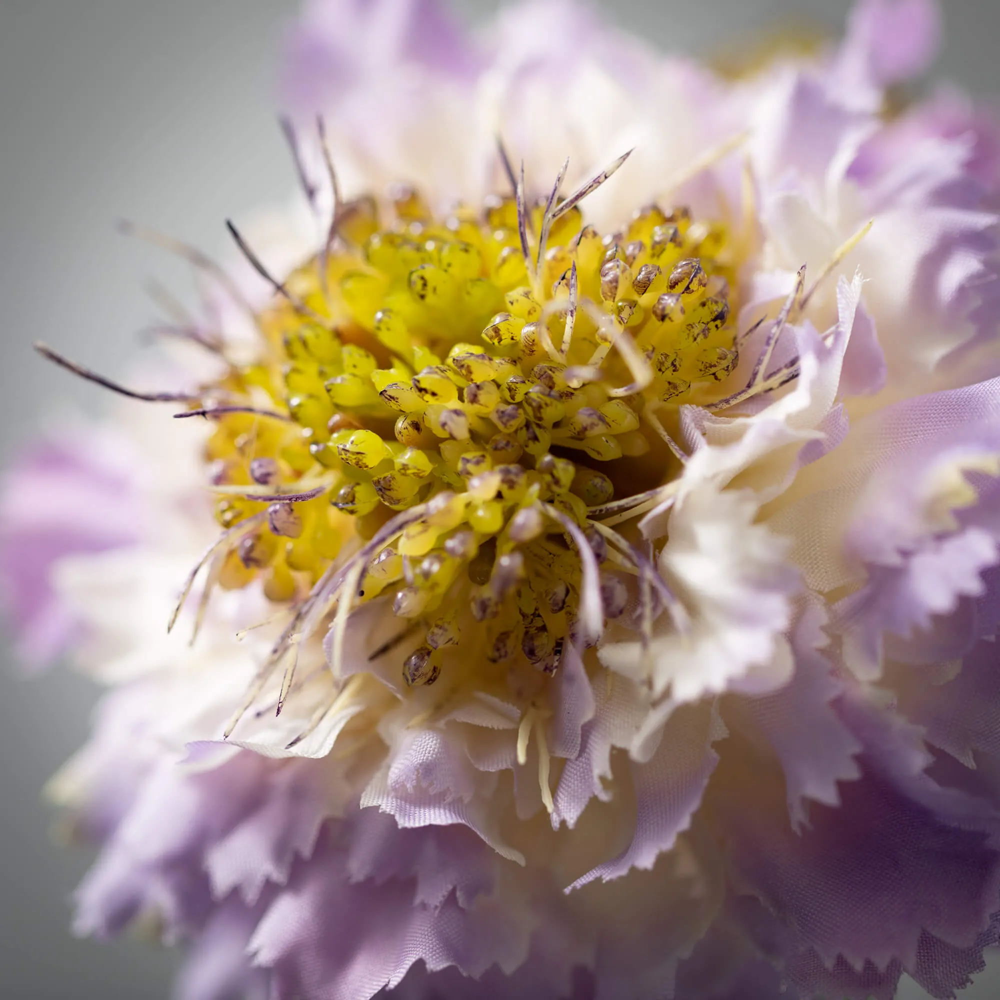 21"H Sullivans Light Purple Scabiosa Spray, Purple